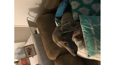 how to raise money for dog surgery