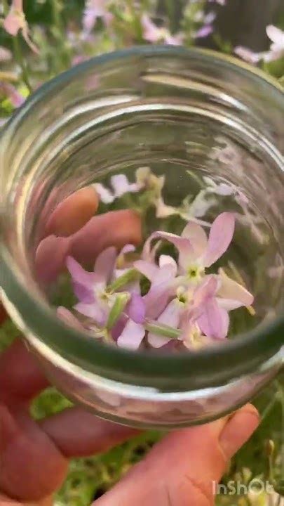 Тинктура матиоллы/Matiolla tincture #натуральнаякосметика #экстракт ...