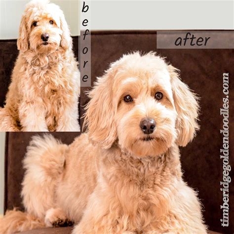 Goldendoodle Grooming - Timberidge Goldendoodles