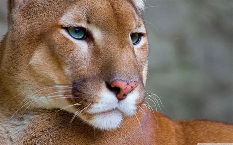 Puma Cat Wallpaper