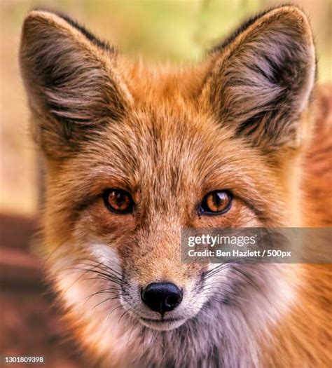 Red Fox Face Photos and Premium High Res Pictures - Getty Images