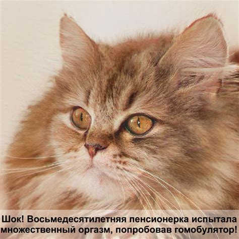 корм фармина отзывы — Postimages