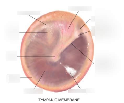 Tympanic Membrane Diagram | Quizlet