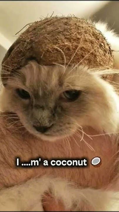 coconut cat cat memes coconut youtube