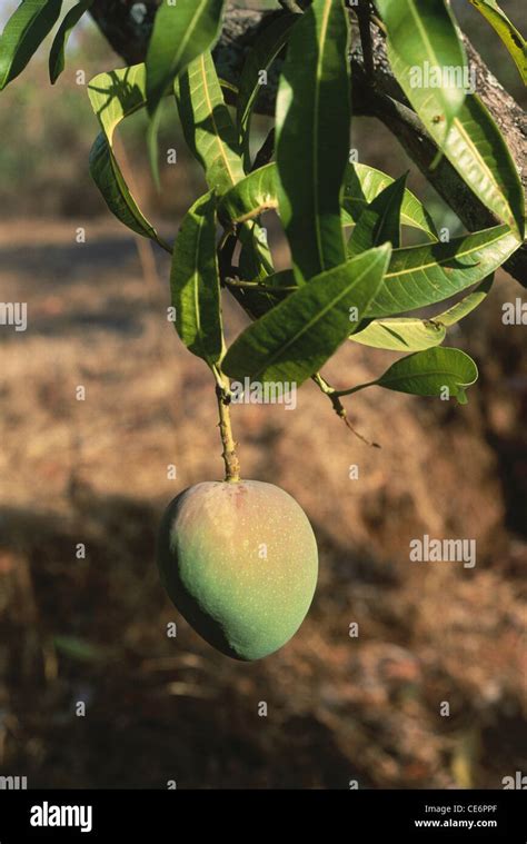 mango fruit  tree alphonso mango fruit tree king   fruits