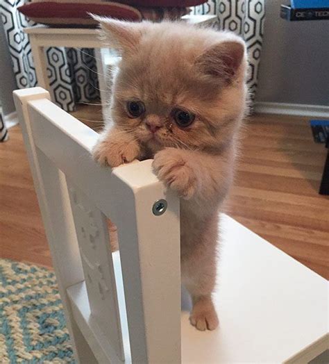 Самые милые котята | Cute cats, Kittens cutest, Cute baby animals