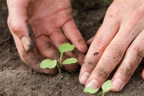Planting (June 4)