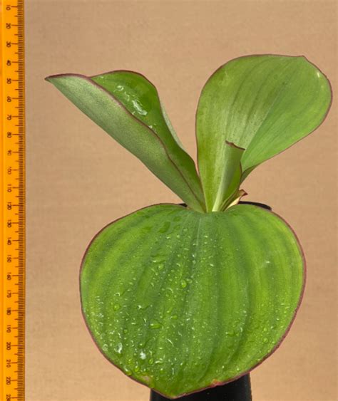 Costus spectabilis - Plantae Orchids and Rare Plants