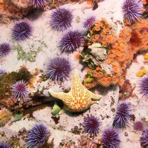 Leather star - Facts, Diet, Habitat & Pictures on Animalia.bio
