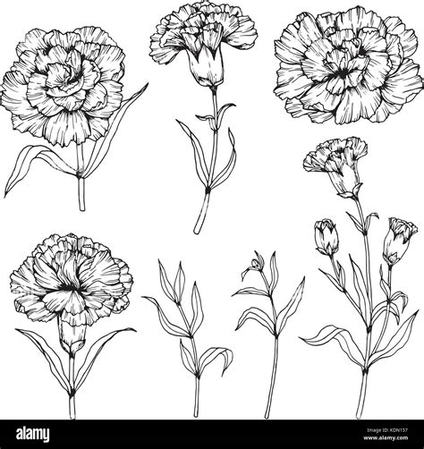 Carnation flower drawing illustration. Black and white with line art ...