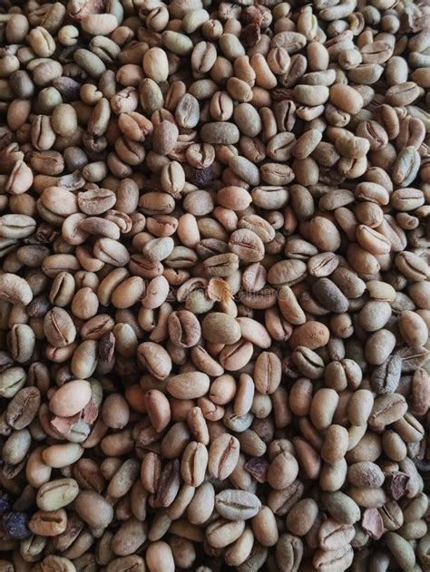 liberica coffee beans ready   roasted stock photo image