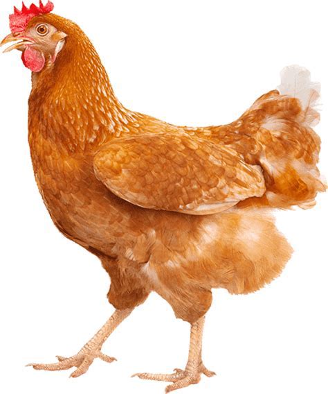 Why Is My Chicken Walking Backwards? - Rewrite The Rules