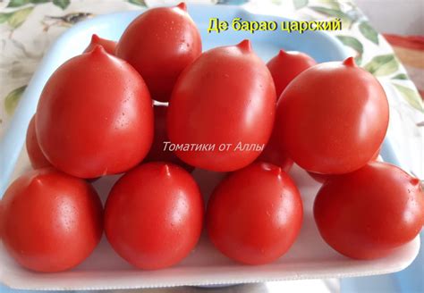 Томат Де Барао царский: описание сорта, ОТЗЫВЫ (24), фото | tomatland.ru