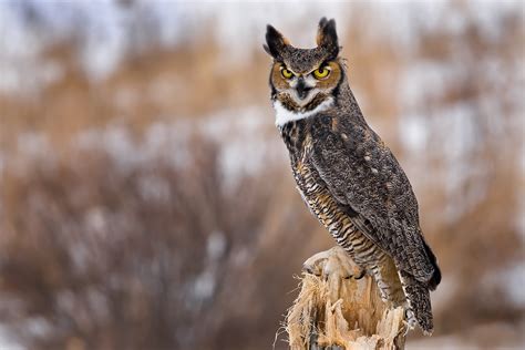 Great Horned Owl : Minnesota Breeding Bird Atlas