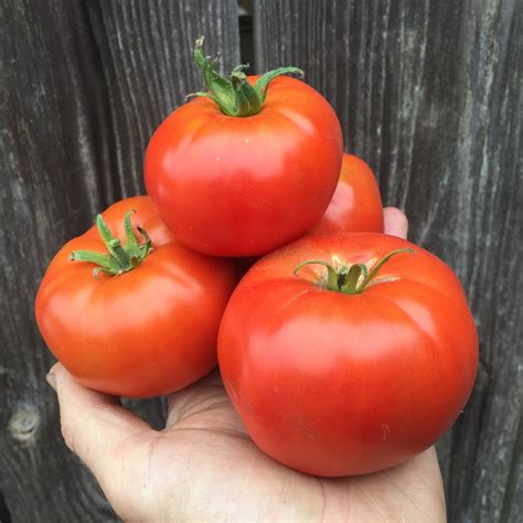 Tomato - Moskvich - Deep Harvest Farm