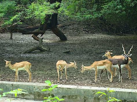 blackbuck-national-park | Blackbuck National Park | National Park in ...