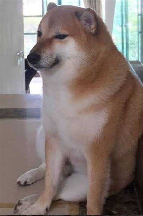 create meme shiba inu meme  breed  shiba inu shiba inu