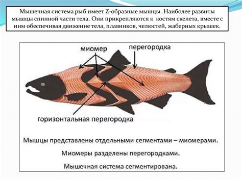 Внешнее и внутреннее строение рыб. Надкласс Рыбы - презентация онлайн