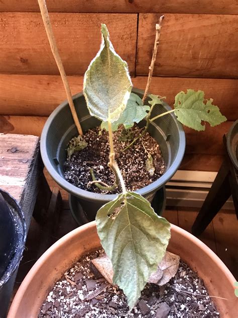 Grocery store fruit grown kiwi plant suddenly having leaves curl in and