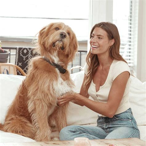 Jinx Beef Brown Rice & Sweet Potato Dry Dog Food - Pet Supplies online