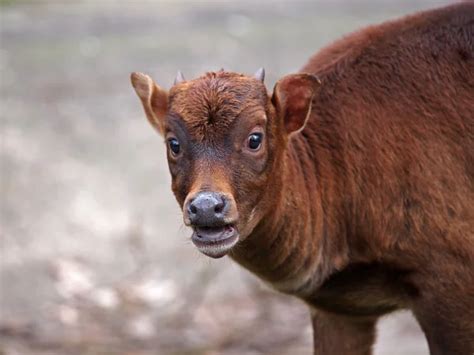anoa dataran rendah stock  royalty  anoa dataran rendah