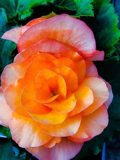 Begonia (Solenia) Apricot – Aidie Creek Gardens
