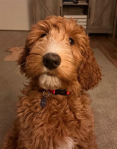 710 best Goldendoodle images on Pholder | Goldendoodles, Aww and Dogpictures