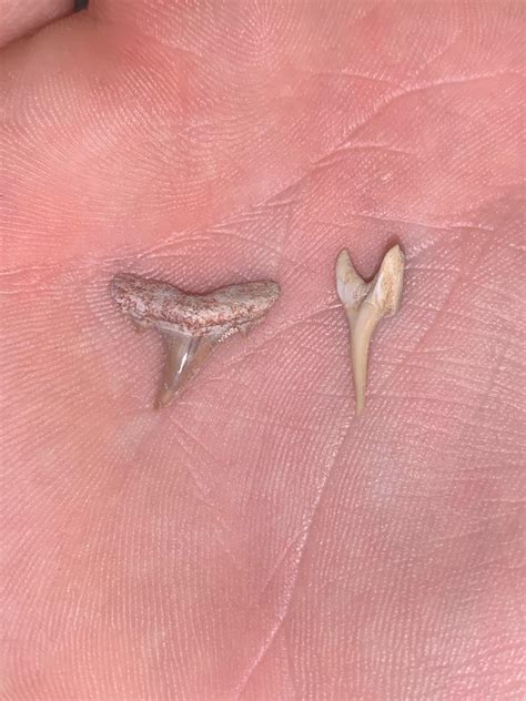 Can anyone identify these shark teeth? : r/sharkteeth