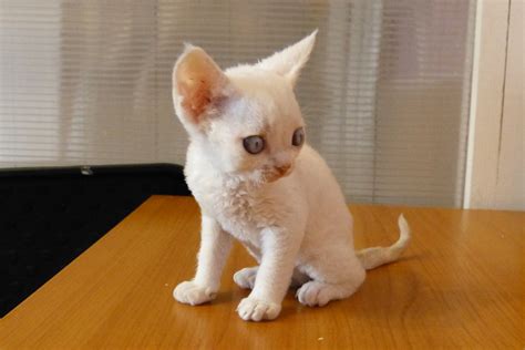 Крошка Leisa
