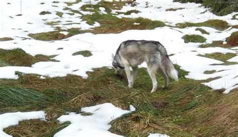 Nein nein... ich bin kein Wolf... Foto & Bild | schnee, hund, natur ...