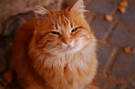 Z(*^^*) | Кошачьи, Рыжие кошки, Милые котики