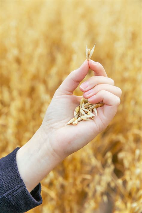 Health Benefits of Oats – Oatbox