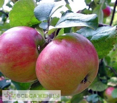 Цена на Яблоня Приземленное (карликовая) - купить саженцы