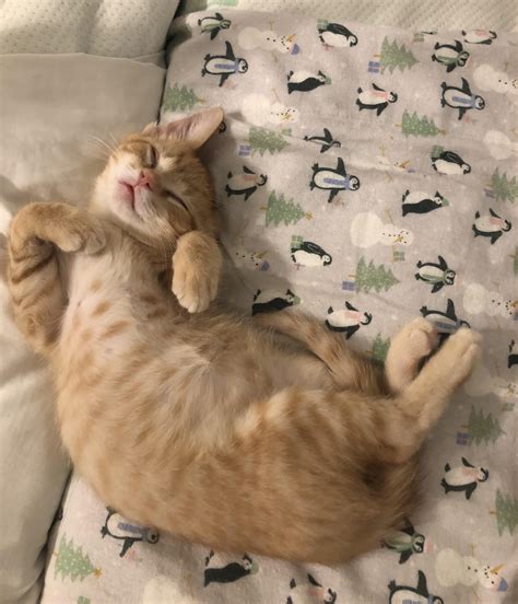 His little belly 😭🫶🏻 : r/kittens