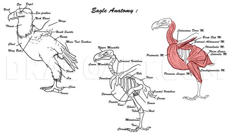 draw eagles draw bald eagles drawing step  step