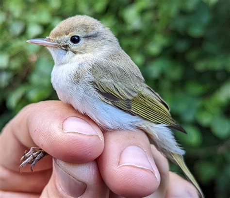 Alderney Bird Observatory - Home