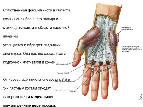 Топографическая анатомия верхней конечности. Запястье, кисть ...