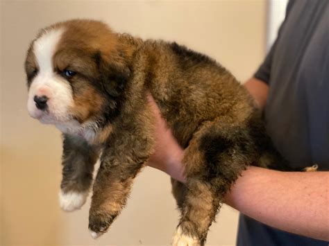Red bernese moutain dog? : r/bernesemountaindogs
