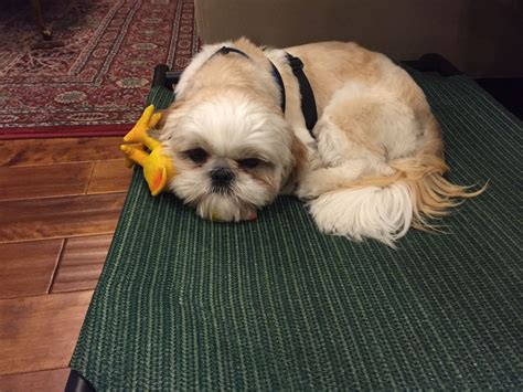 Mommas Girl, Doggy Stuff, Shih Tzus, Yorkies, Dog Face, Niko, Cuteness