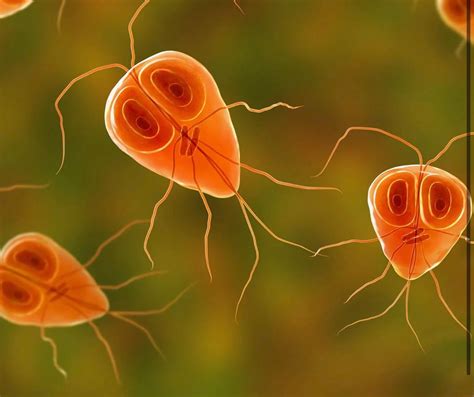 Parasite Cleanse Kit