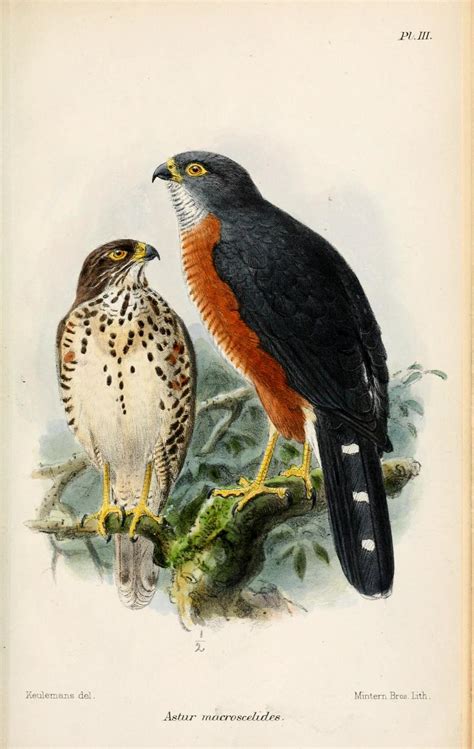 Red-chested goshawk - Wikipedia