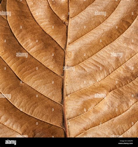brown leaf texture background stock photo alamy