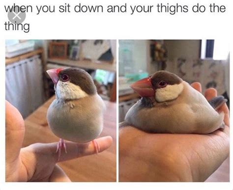 memes  show  birds  inspire internet humor demilked