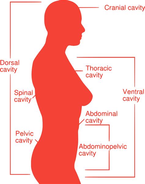 SVG > intern System Organ Anatomie - Kostenloses SVG-Bild & Symbol ...