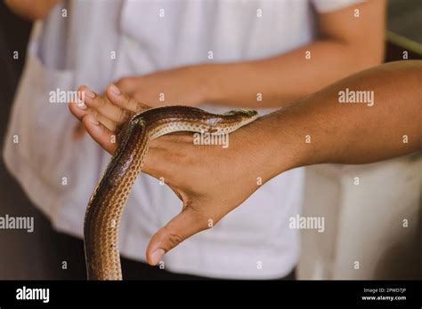 Sunbeam snake on the hands of men Is a non-venomous snake The body is black to dark brown Stock ...