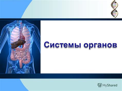 Презентация на тему: "Система органовСтроение, составляющие органы ...
