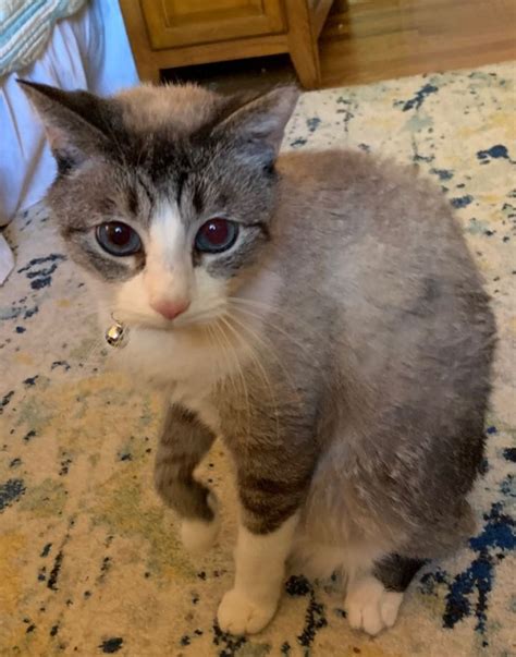 Adopt Nimbus 2000 - Adopt Dogs & Cats on PuppiesNation