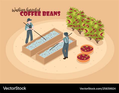 Washing coffee beans background Royalty Free Vector Image