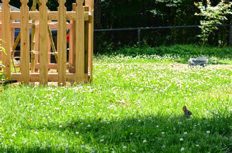 I saw him almost every morning, hoping around the yard and munching on ...