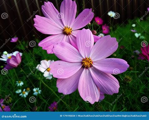 The flower mates stock photo. Image of plant, flower - 179195034